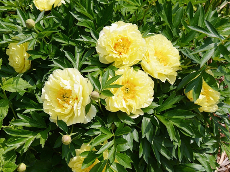 Syarat untuk tumbuh peonies