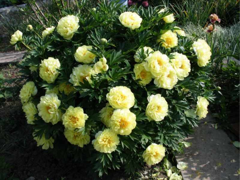 Peony bartzella