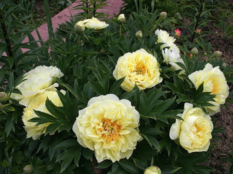 Peonies kuning cantik