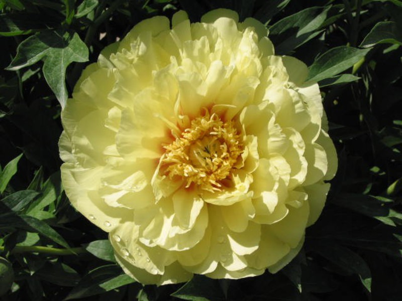 Cara menjaga peonies