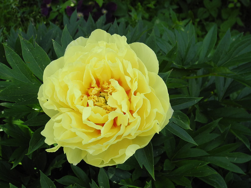 Menumbuhkan peony Bartzella