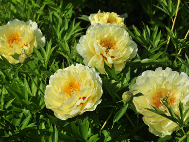 Pelbagai peonies khas