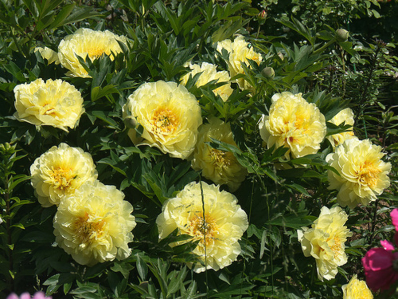 Peonies kuning