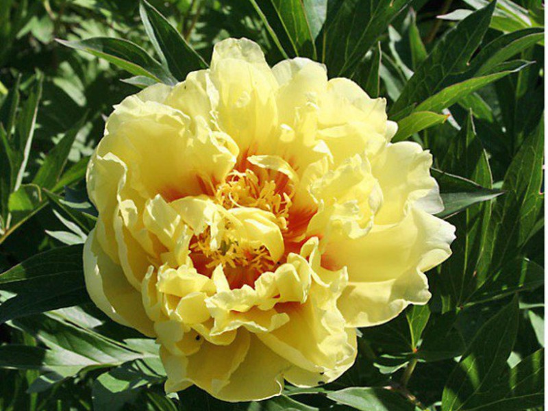 Ciri-ciri pelbagai Peony