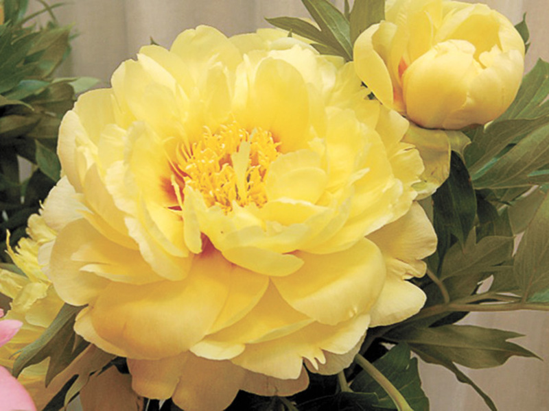 Varieti dan jenis peonies