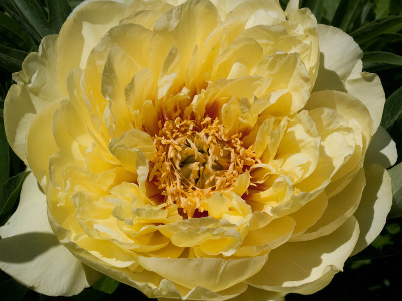 Kaedah pembiakan peonies