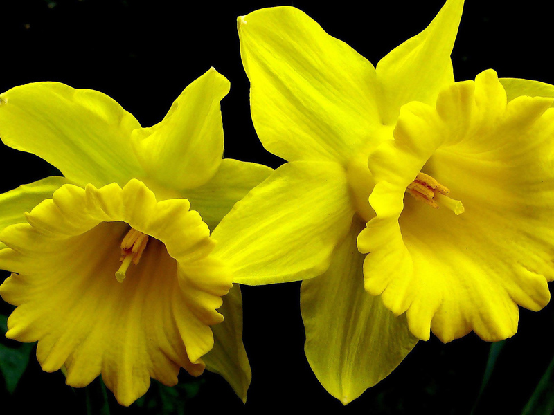 Cara menanam daffodil