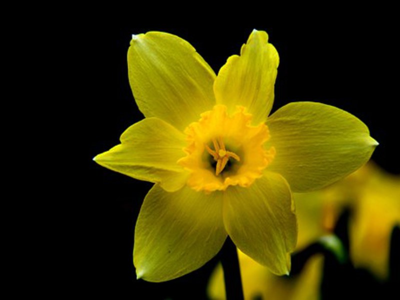 Bunga daffodil taman