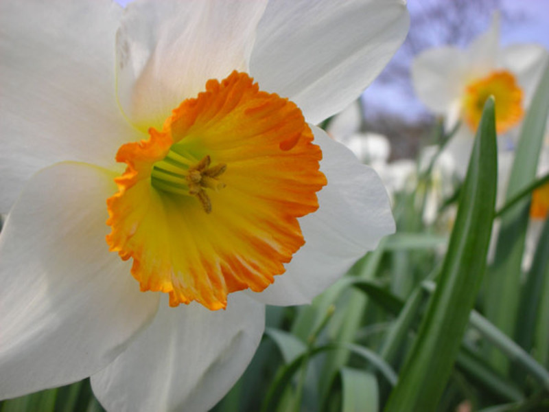 Bunga Daffodil