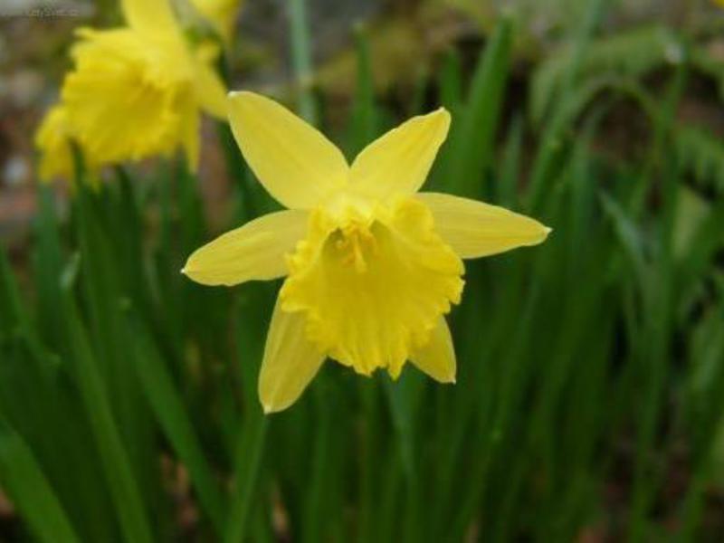 Penjagaan Daffodil