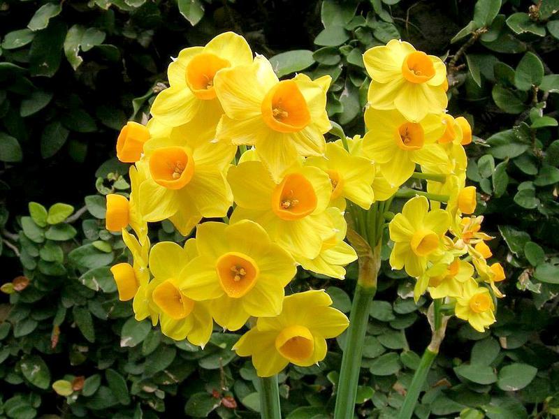 Apabila daffodil mekar