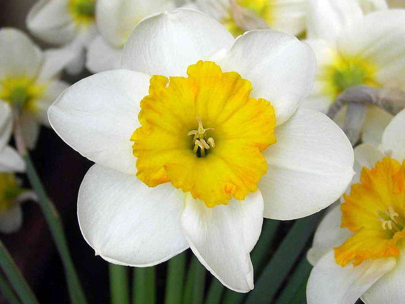 Varieti dan jenis daffodil