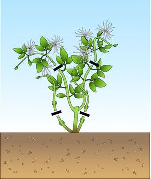 Varieti Clematis dari kumpulan pemangkasan ketiga