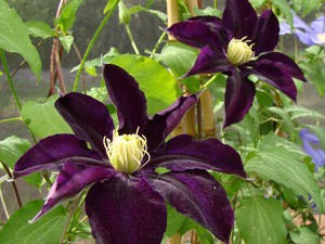 Clematis ungu