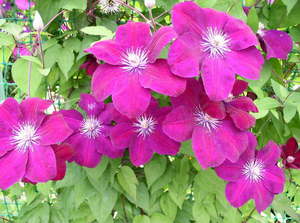 Varieti jenis clematis