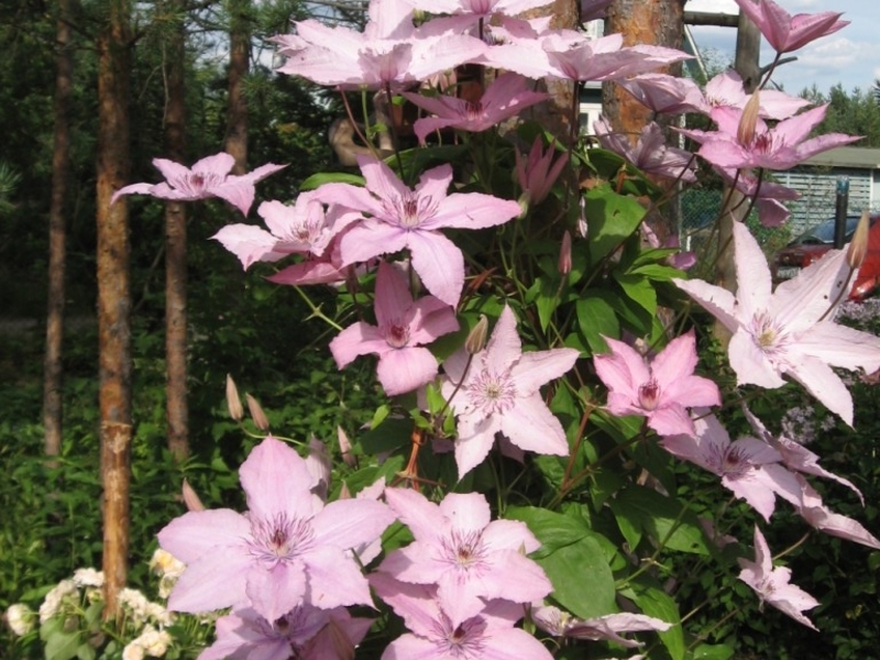 Clematis ungu