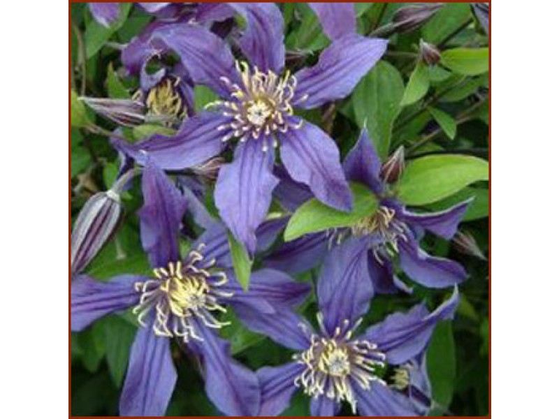 Cara merawat clematis