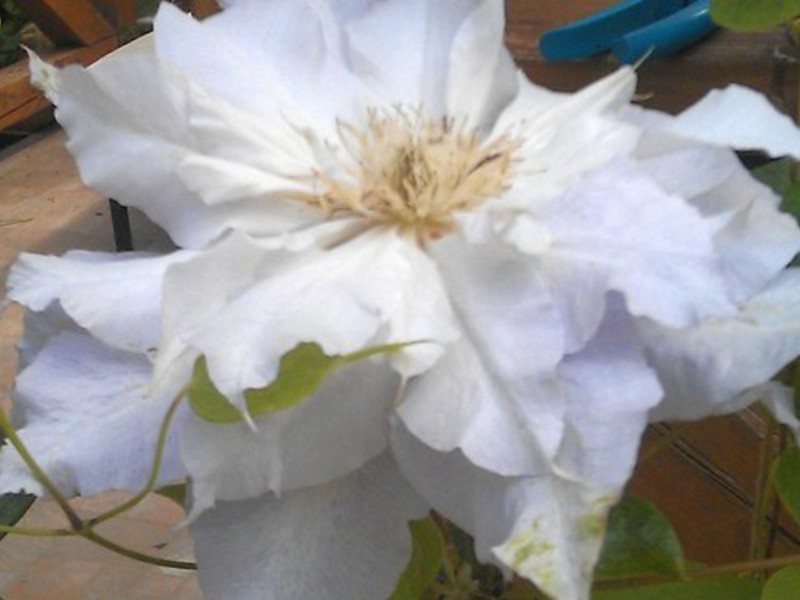 Bagaimana clematis mekar