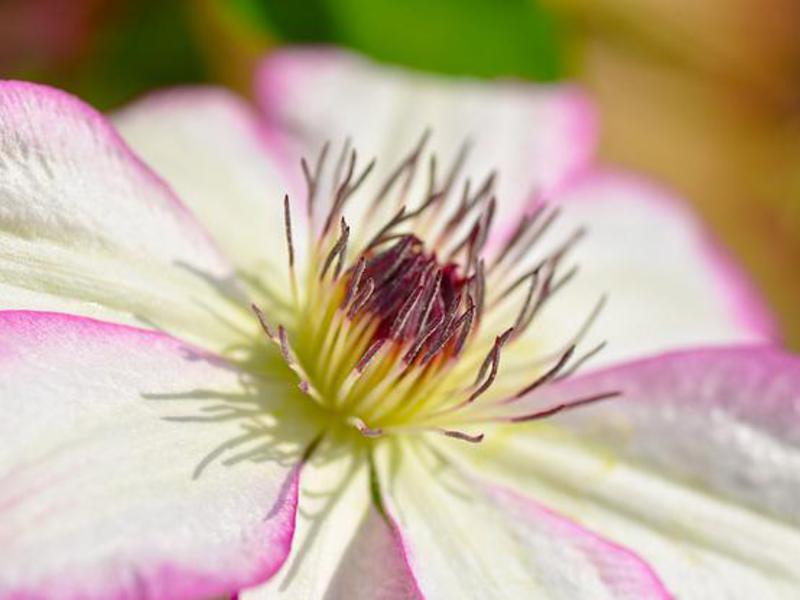 Clematis yang semakin meningkat