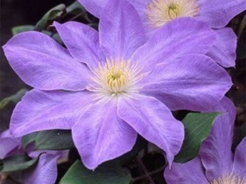 Clematis bunga taman