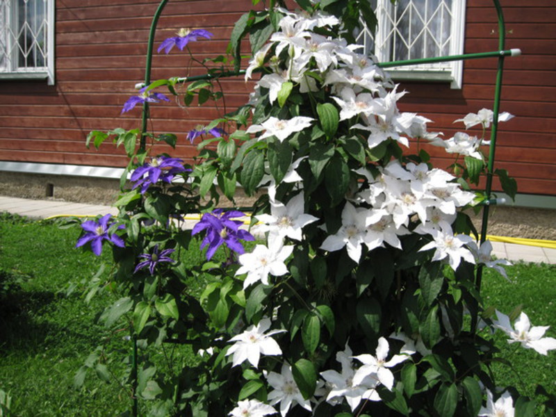 Kaedah pemangkasan Clematis