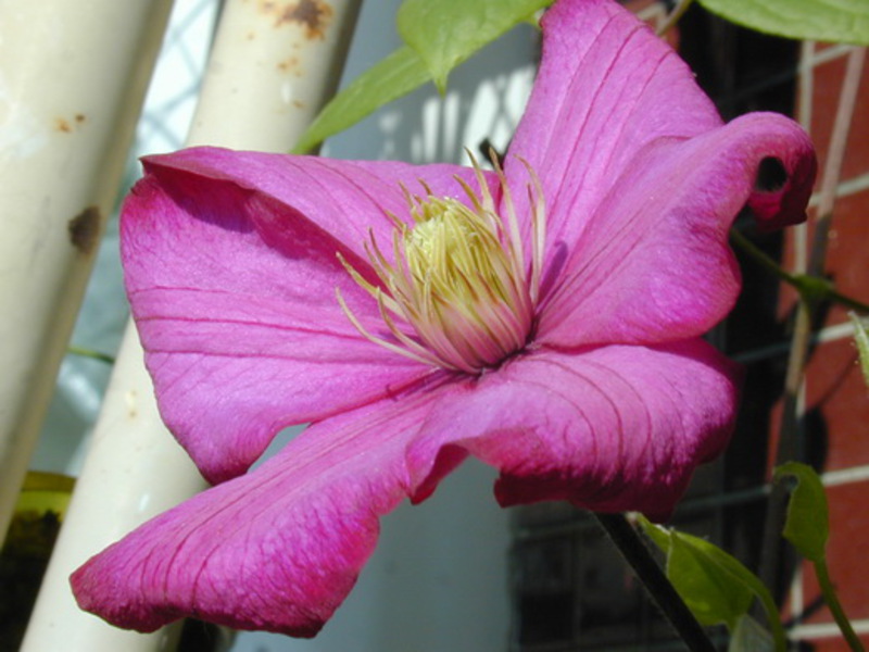 Kumpulan pemangkasan Clematis