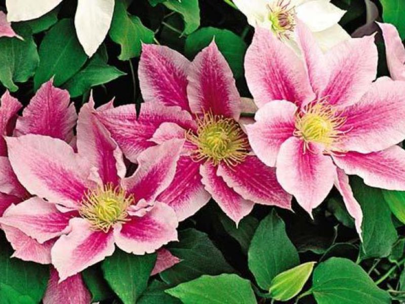 Clematis ungu