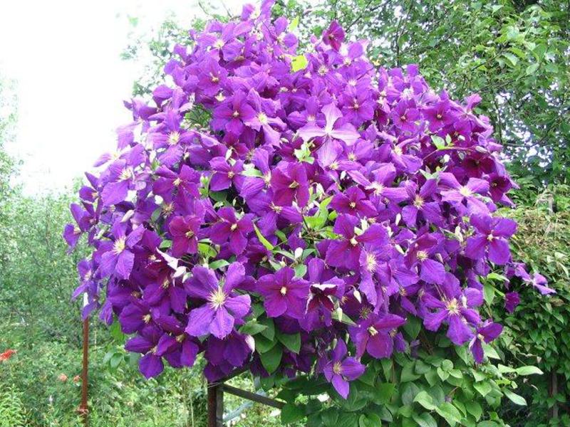 Clematis yang semakin meningkat