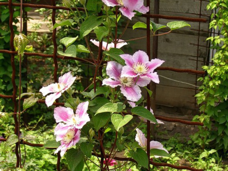 Penjagaan Clematis