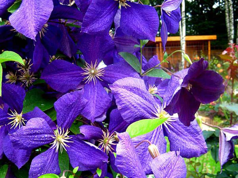 Clematis yang mekar