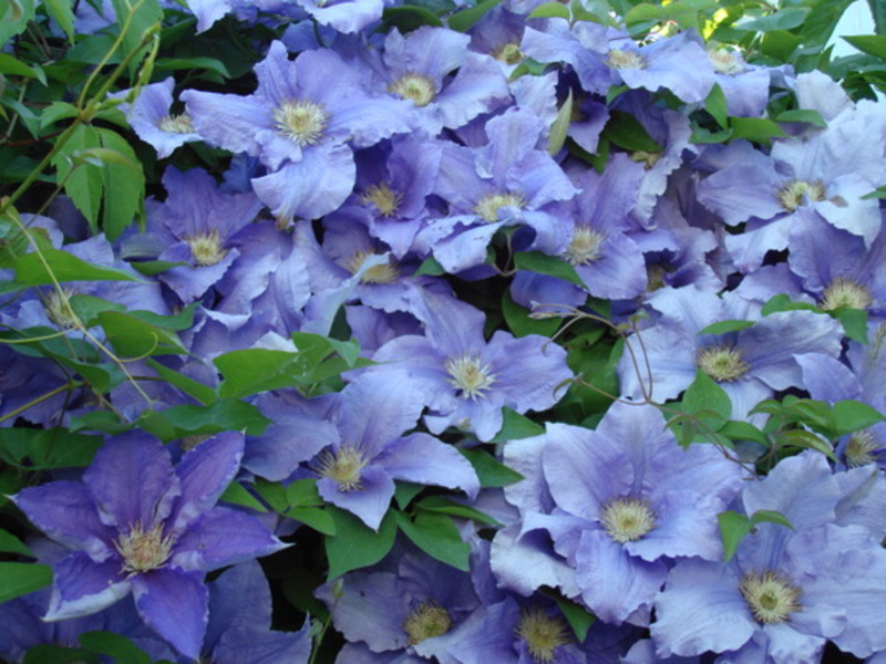 Clematis ungu