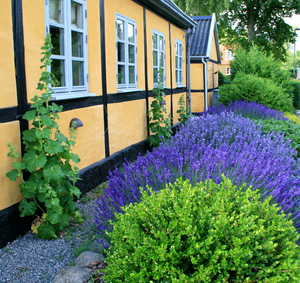 Penjagaan lavender