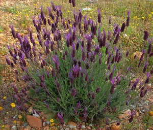 Menanam dan merawat lavender