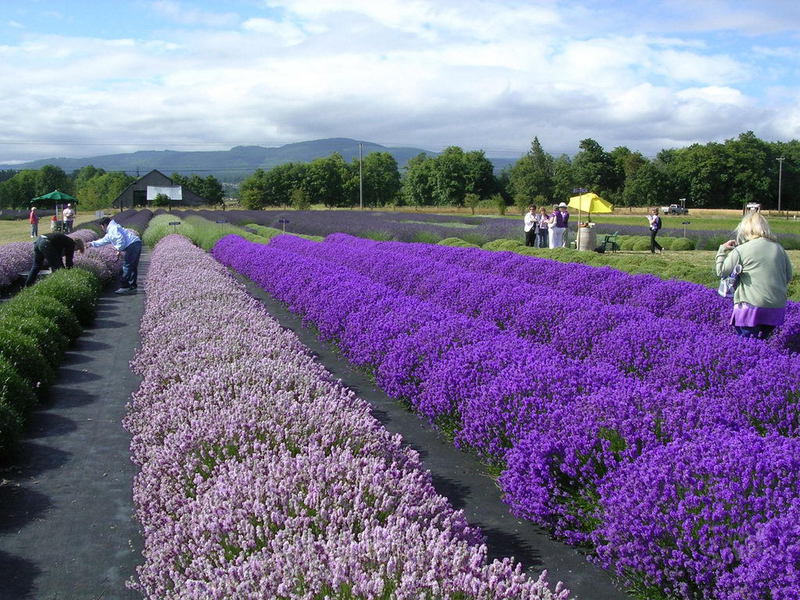 Kaedah membiakkan lavender