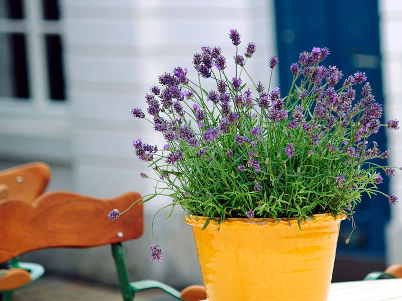 Lavender ladang