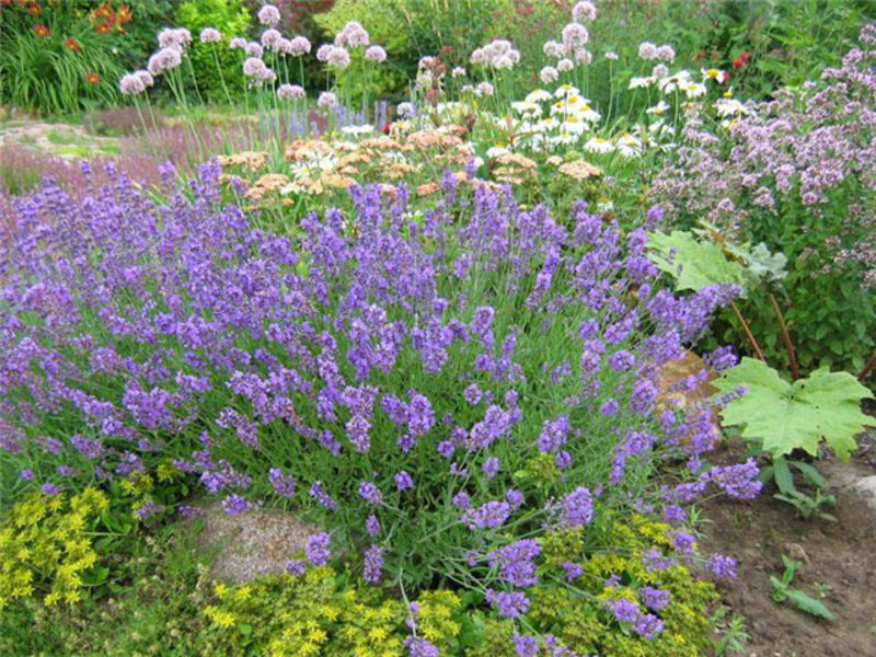 Ladang lavender