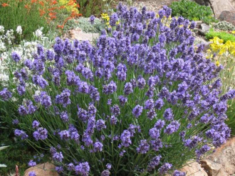 Cara menanam lavender