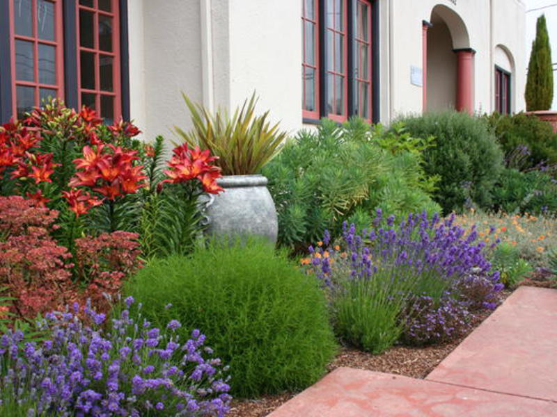 Bagaimana lavender membiak