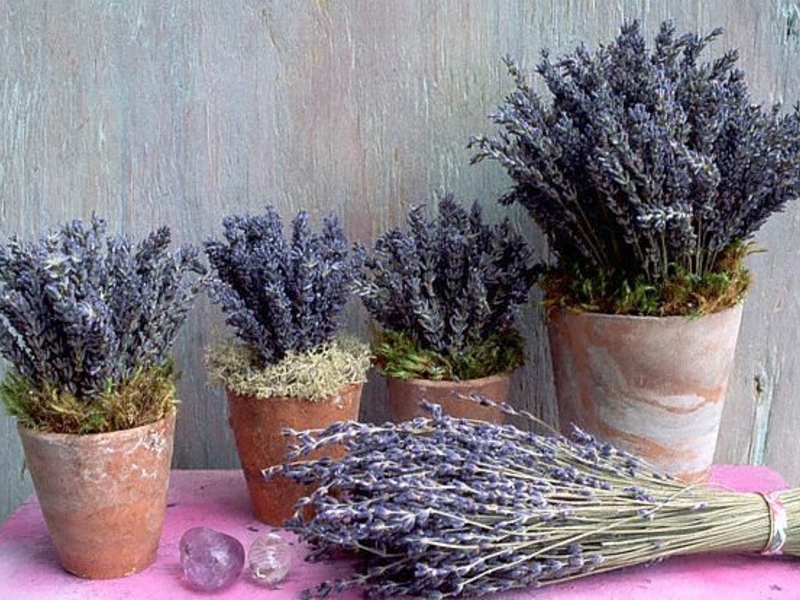 Cara menanam lavender di negara ini