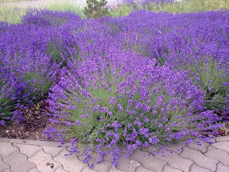 Penjagaan lavender