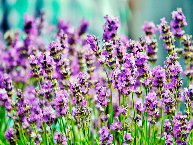 Lavender taman