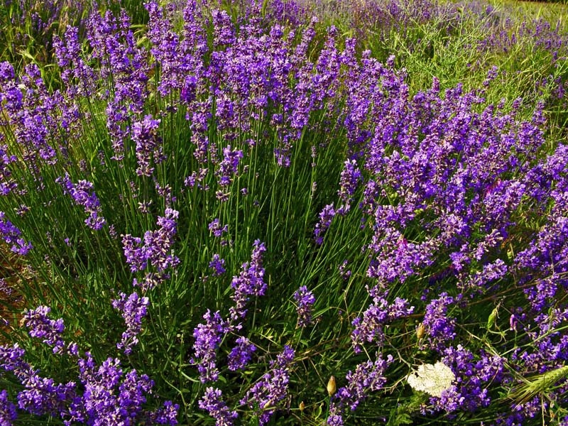 Cara menanam lavender di dalam rumah