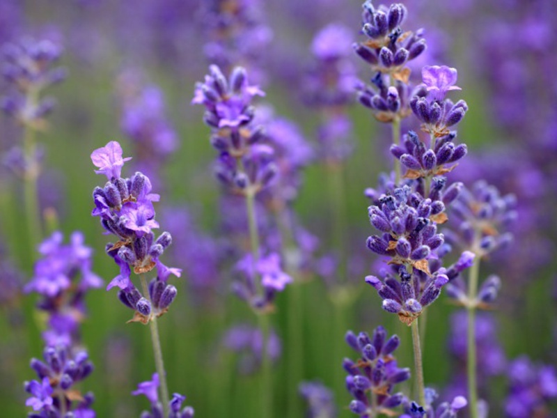 Bagaimana lavender digunakan