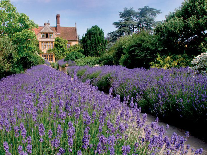 Cara menanam lavender di negara ini