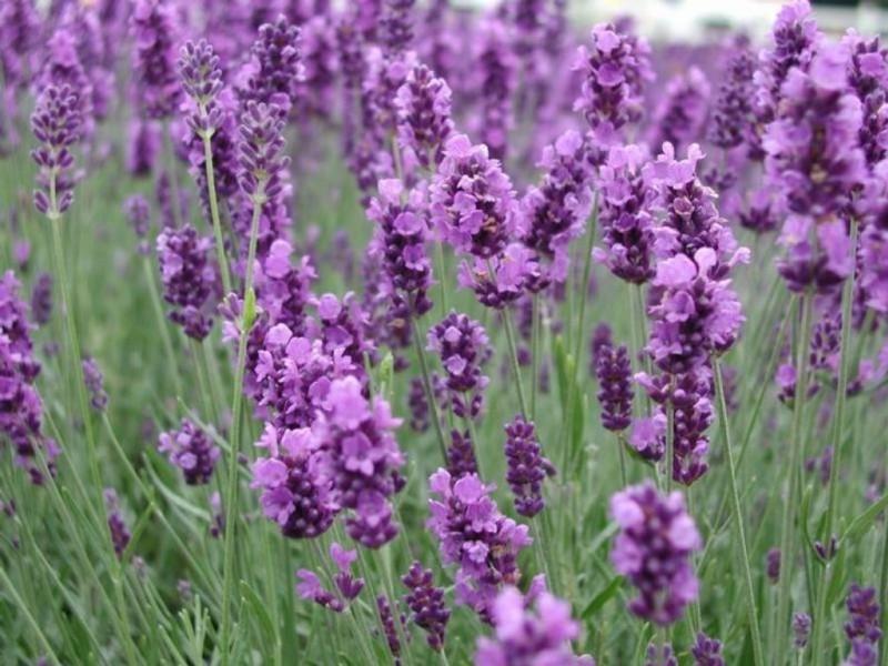 Penjagaan lavender