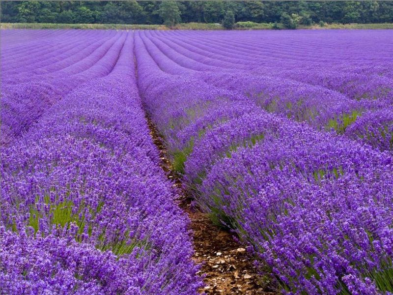 Lavender aromatik yang semakin meningkat