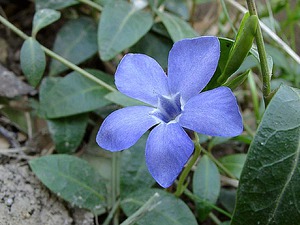 Kegunaan tanaman periwinkle