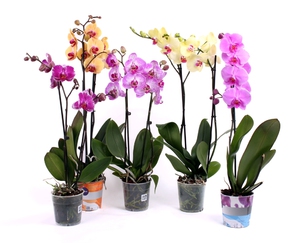 Phalaenopsis adalah anggrek buatan sendiri untuk dijual di kedai.