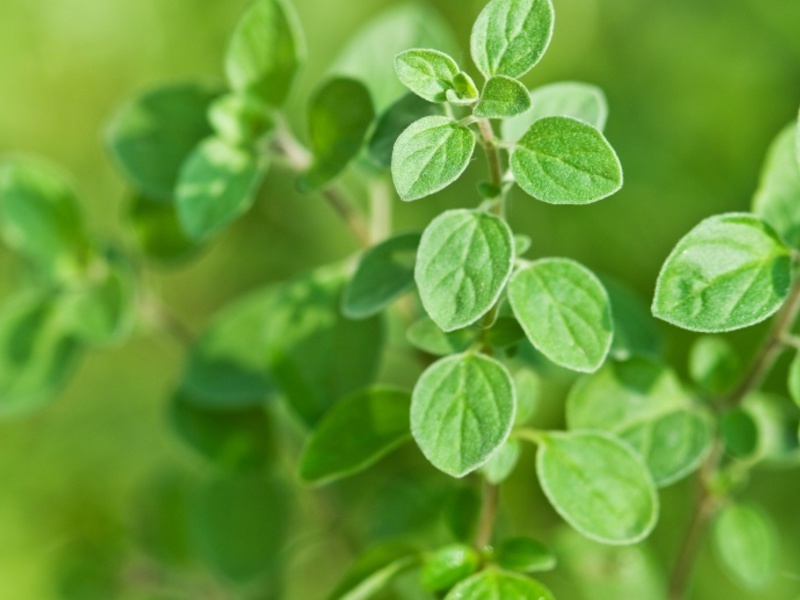 Oregano segar boleh digunakan sebagai perasa, atau boleh dituai dan dikeringkan untuk musim sejuk.