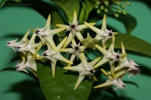 Hoya multiflora rumah ivy ditunjukkan dalam foto.